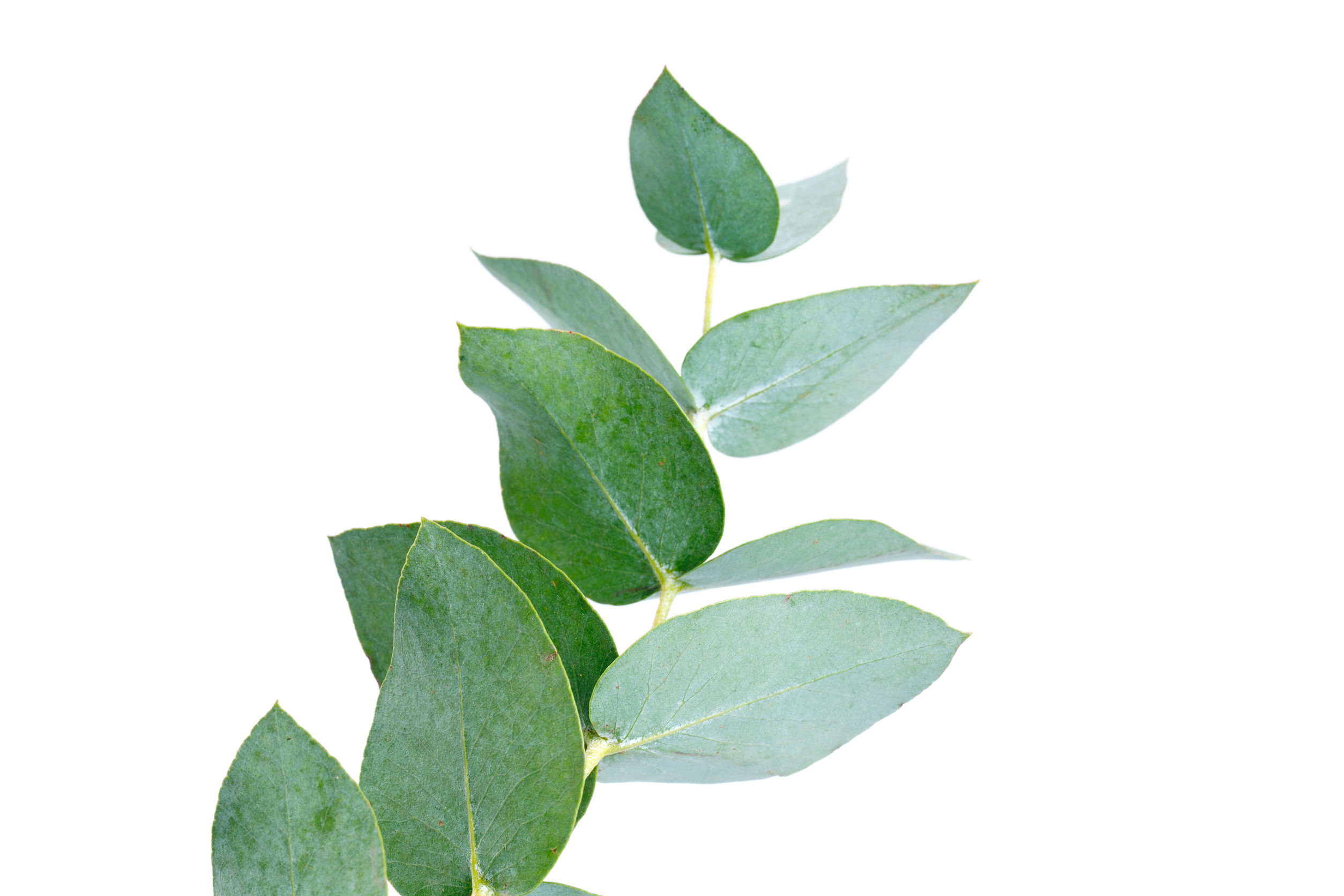 natur_drogeriet_Eucalytus_53250175_L